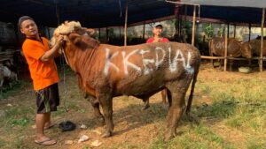Hari Raya Idul Adha dan Hari Tasyrik 1446 Hijriah : Perayaan, Tradisi, dan Makna